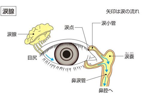 陽物 陰物|「陽物」の意味や使い方 わかりやすく解説 Weblio辞書